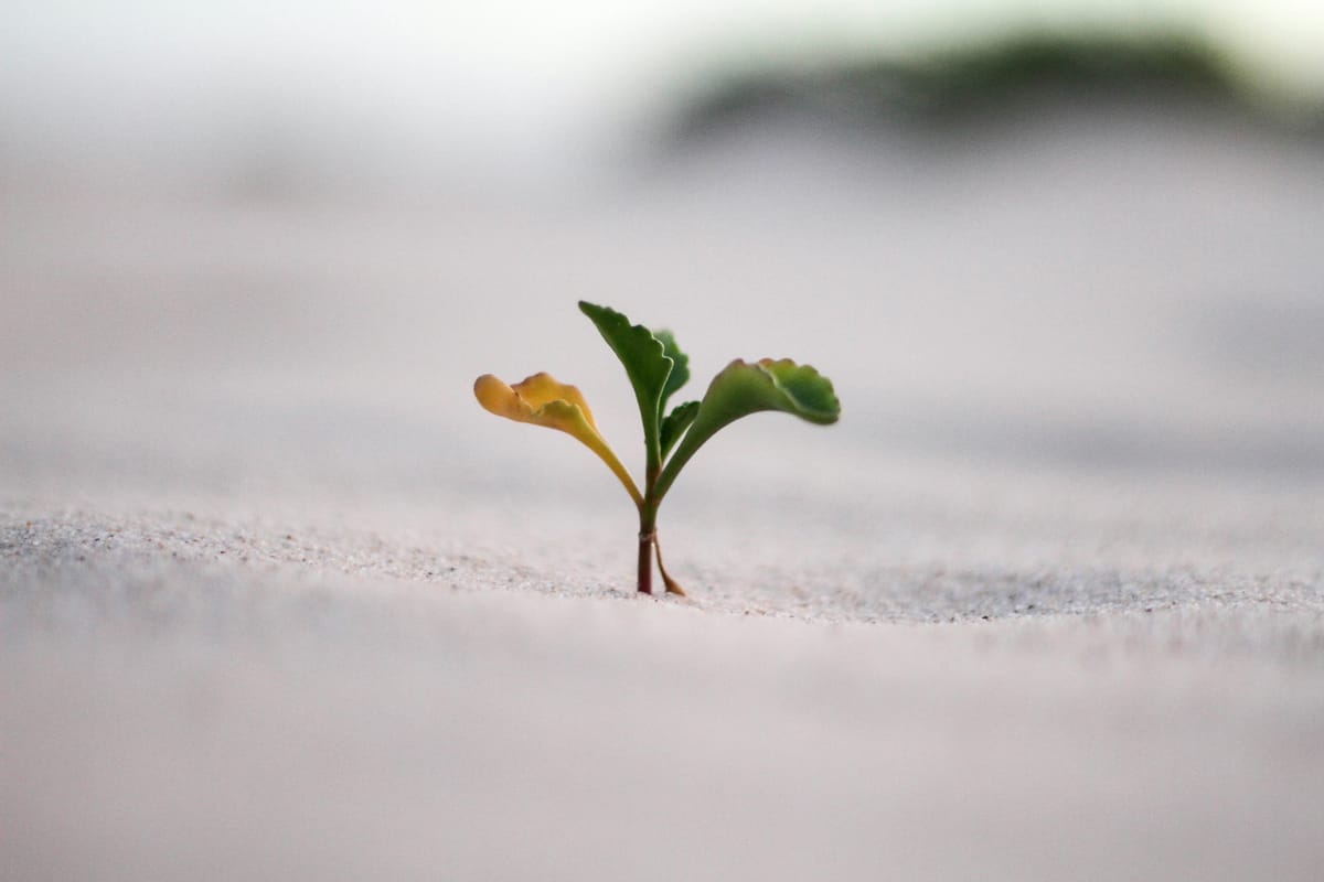 The Problem with Growth Mindset Post feature image