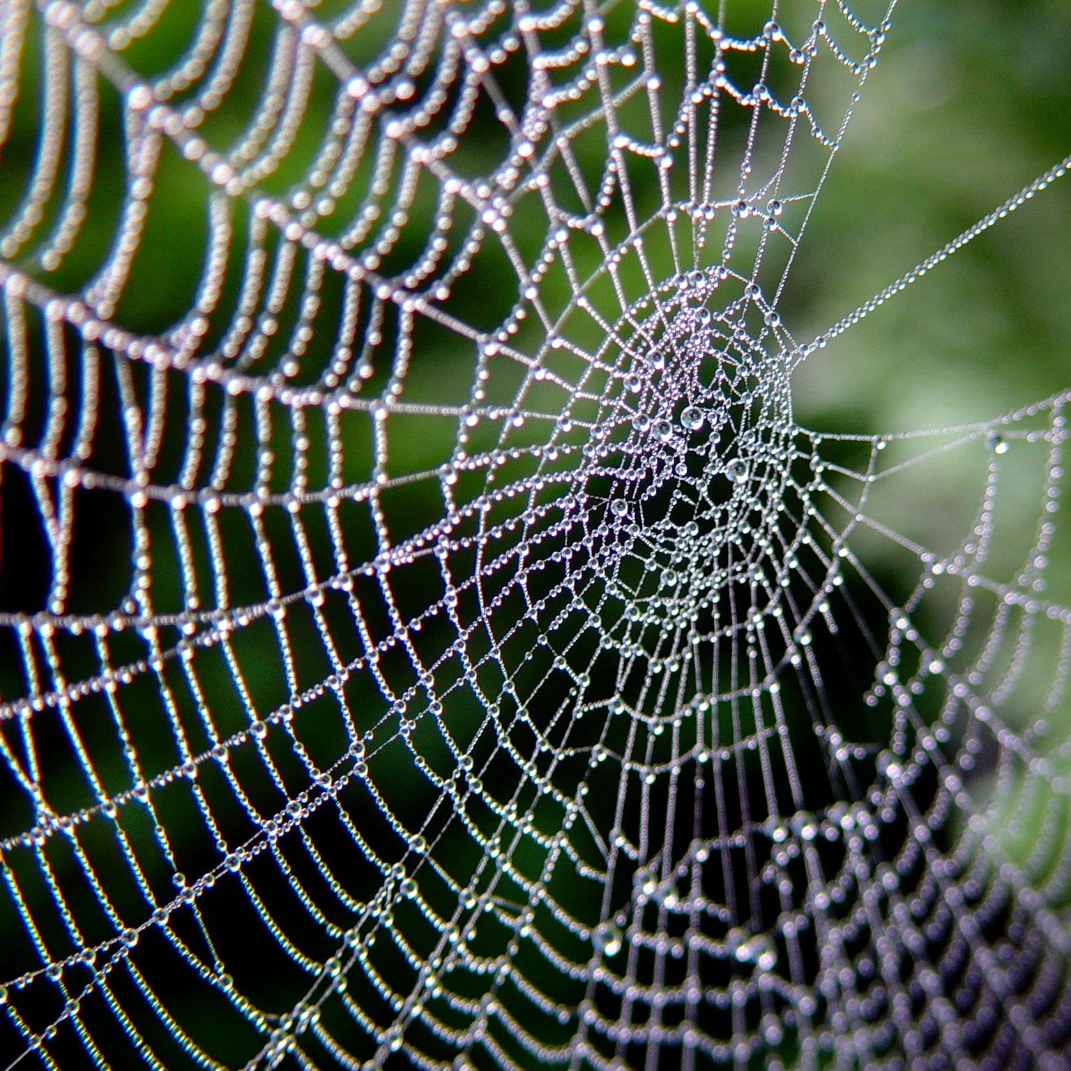 The Curriculum Spiderweb feature image