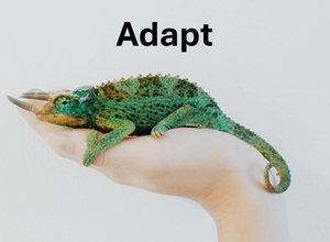 The 'Adaptive Teaching' Collection feature image